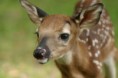 /album/fenykepgaleria/cutest-deer-jpg/